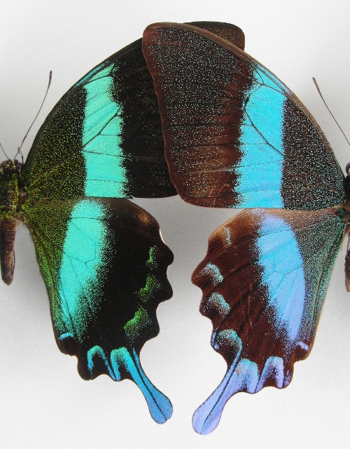 Papilio blumei male (blue color aberration comparison) [Internet image property of respective owner, non commercial use only]
